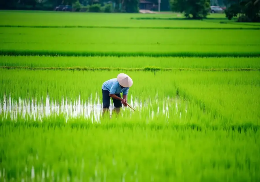 Farmer planting rice in green paddy field